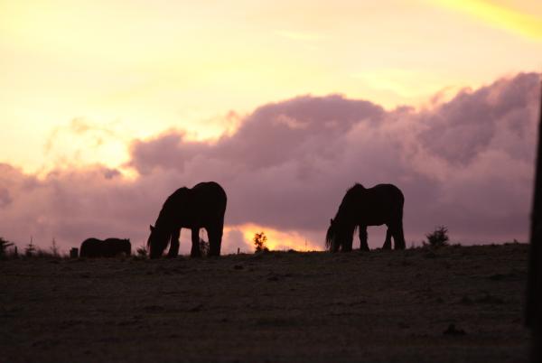 Eleanor's Diary: Your guide to all equestrian events happening this week