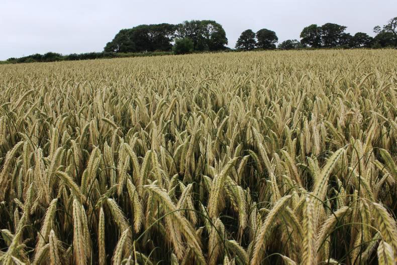 IFA steps up campaign to cut input costs and secure grain sector funding