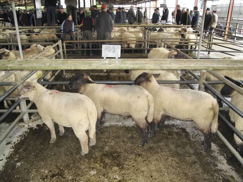 Firm demand for quality spring lambs