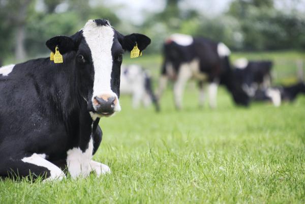 MEPs calling for new 'country of origin' labelling of milk and 'other' meats 