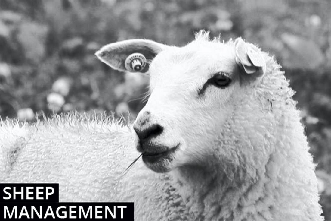 Sheep farming management notes 