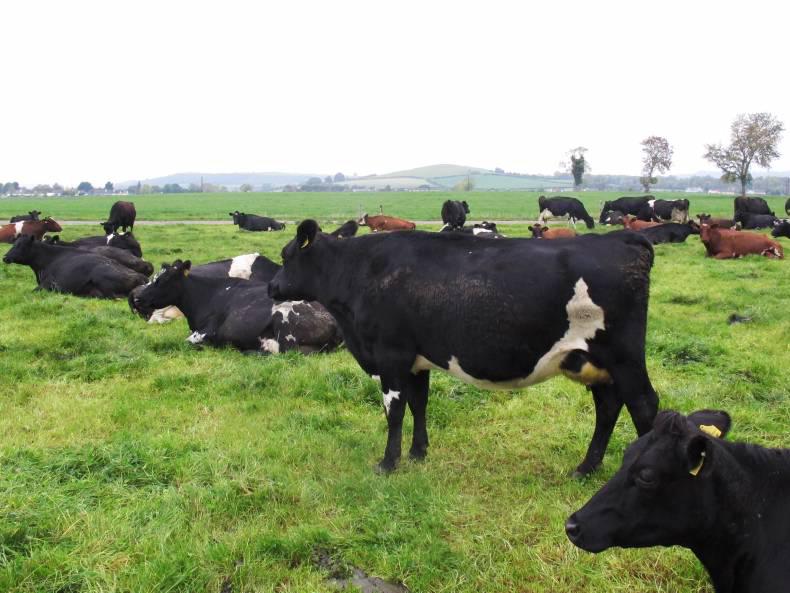 With breeding around the corner, it's time to consider AI straws