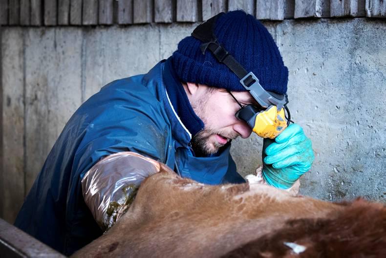 Tightening the calving period with synchronisation