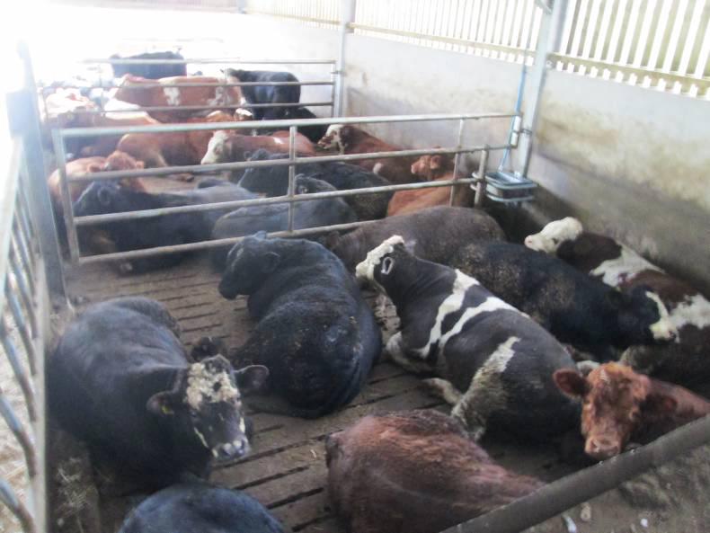 NI beef finishers down millions