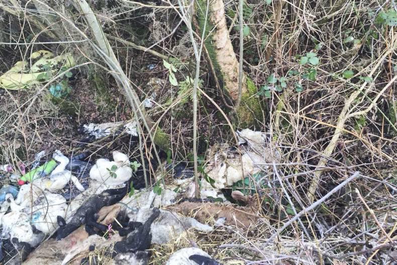 26 newborn lambs and three calves found dead in a bog drain in Roscommon