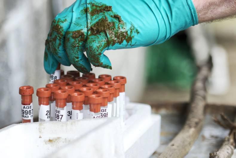 Trace element deficiency and supplementation in cattle part one Premium