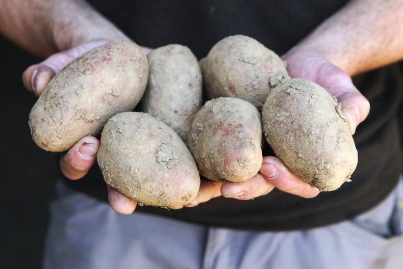 Competition launched to find Ireland's biggest spud lover 