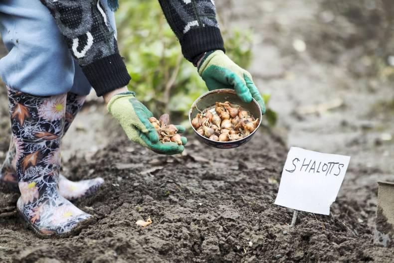 A very wet month in Lily's garden 