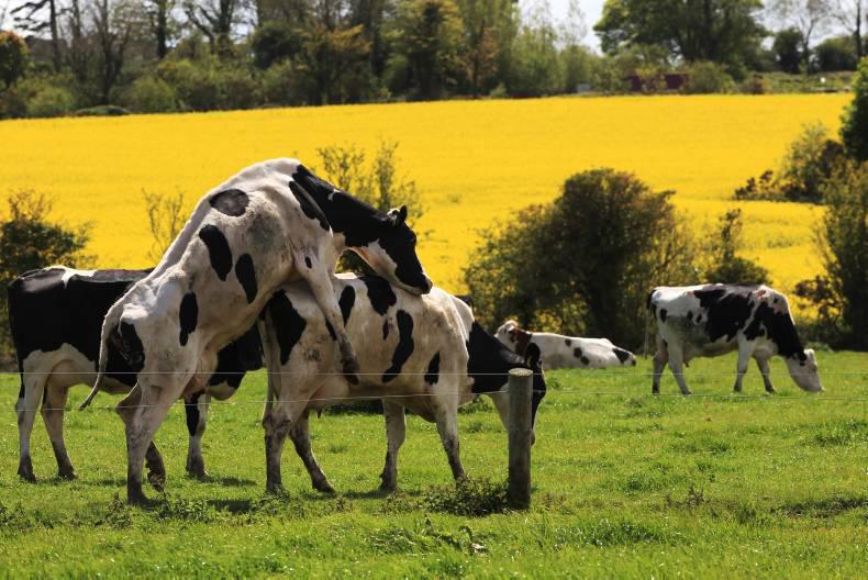 Six steps to dairy breeding success Premium