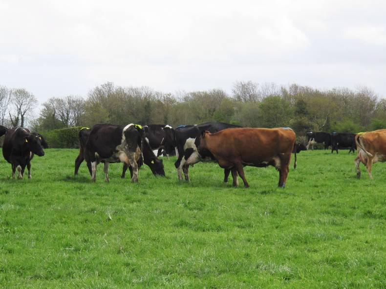 Handbrake released on April grazing