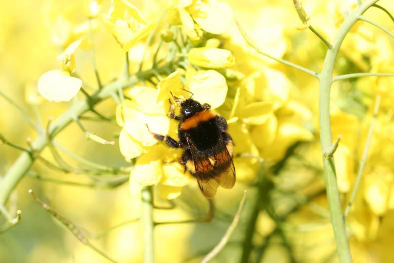 Research shows neonics do not universally damage bees