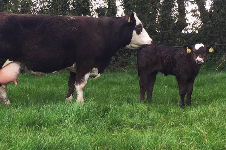 Farmer writes: reliability rules