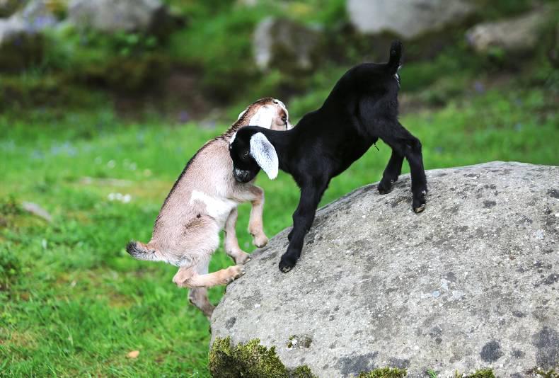 Need for more co-operation among goat industry to maximise incomes