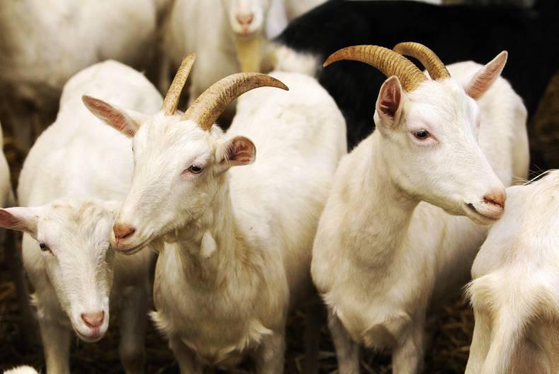 A farming perspective on the goat industry in Ireland 