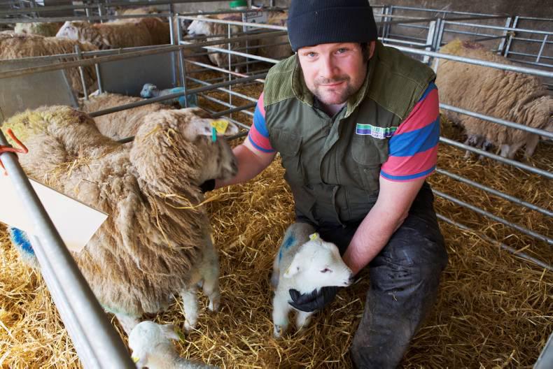 Watch: the labour of lambing season 