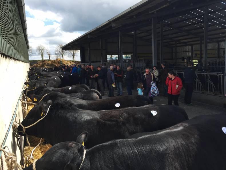 Watch: Full clearance at Gigginstown Angus sale