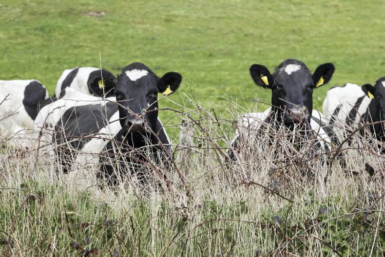 Irish Farmers Journal breakfast news: Monday 25 April