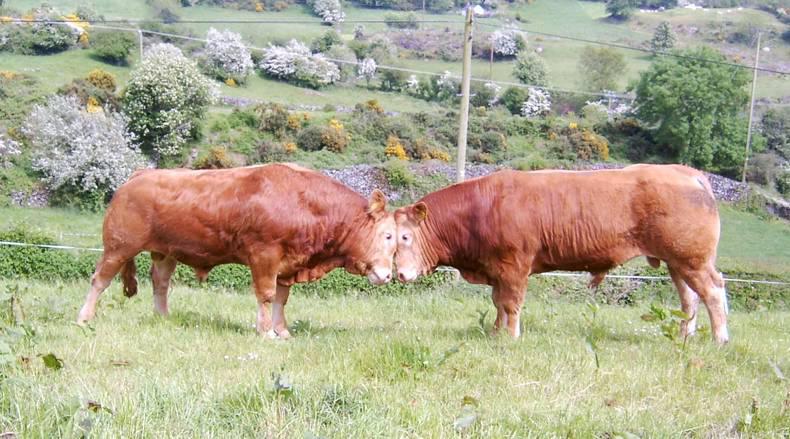 Bull shot by PSNI after killing farmer - HSENI 