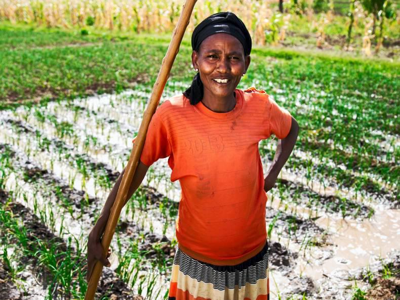 Watch: irrigating dry land for cash crops in Ethiopia 