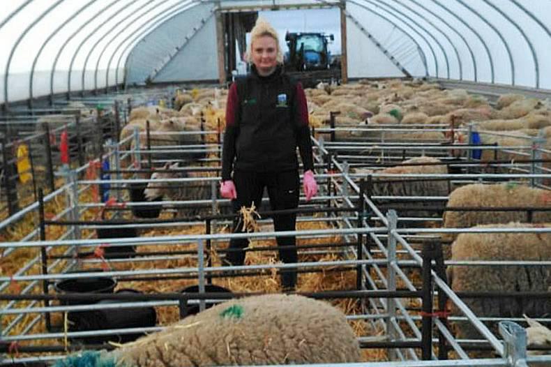Diary of an Irish student: tagging lambs and bottle feeds 