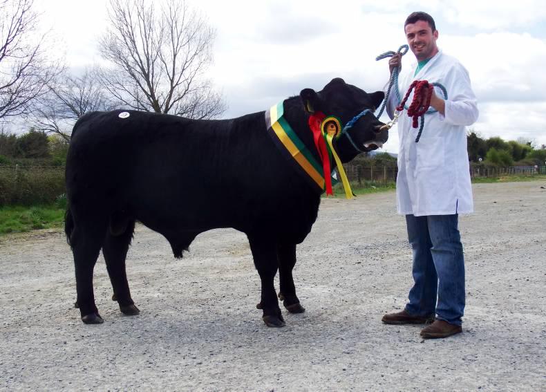 Record clearance at Aberdeen-Angus bull sale