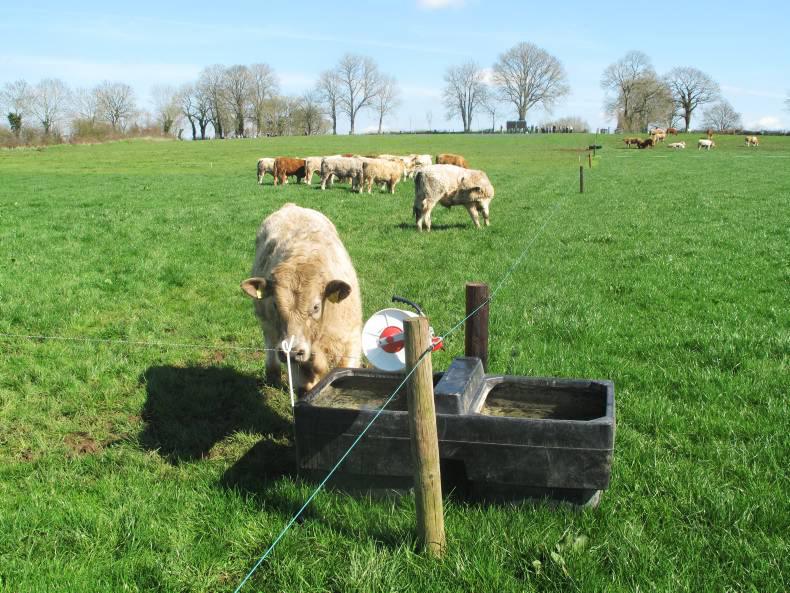 Grazing guide: Top tips to successfully grazing bulls