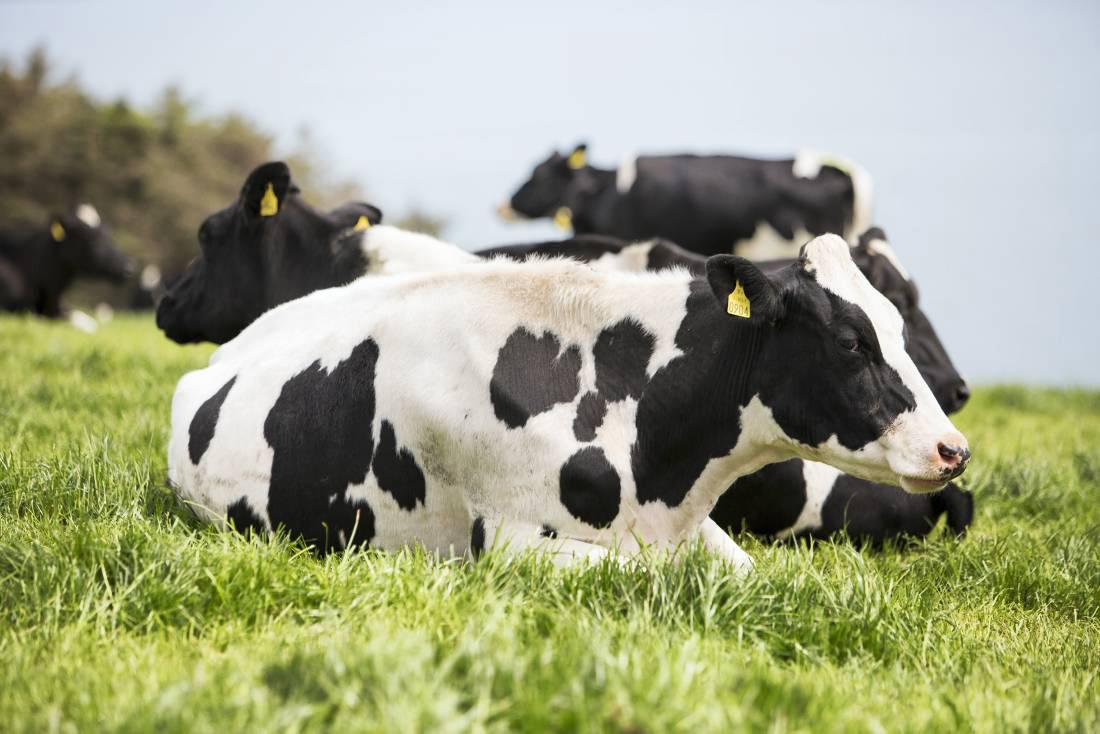 Co-op bosses cost €25/cow per year                