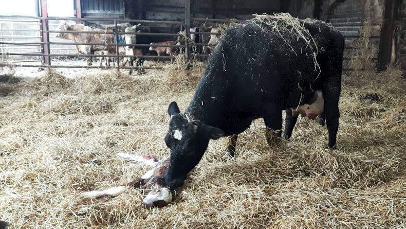 UFU rejects most coupled payments