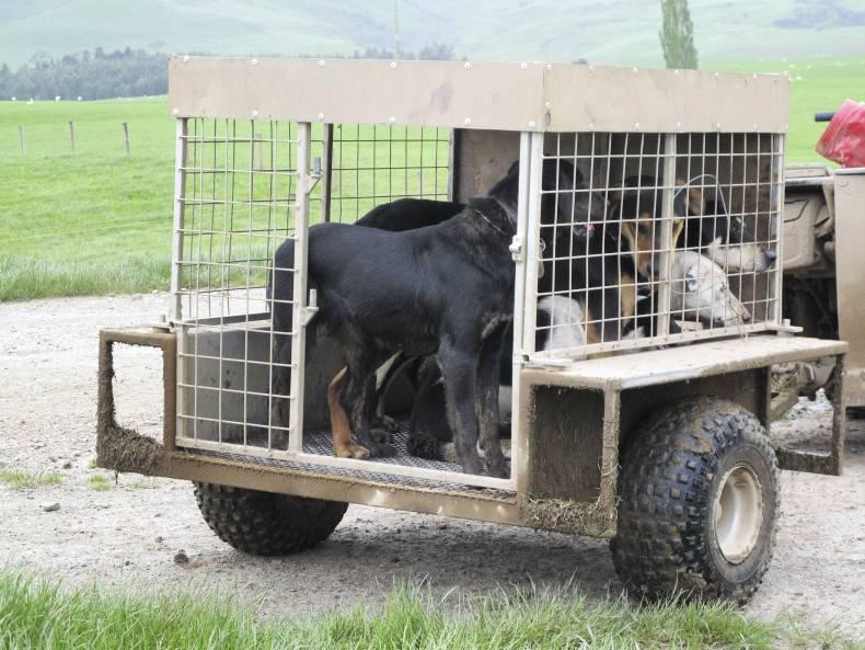 Good start to dog microchipping initiative