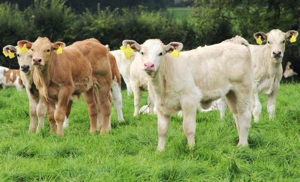 Average age of first-calving heifers 31 months