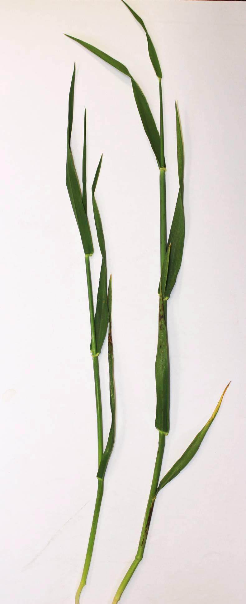 Plant extension and growth regulation