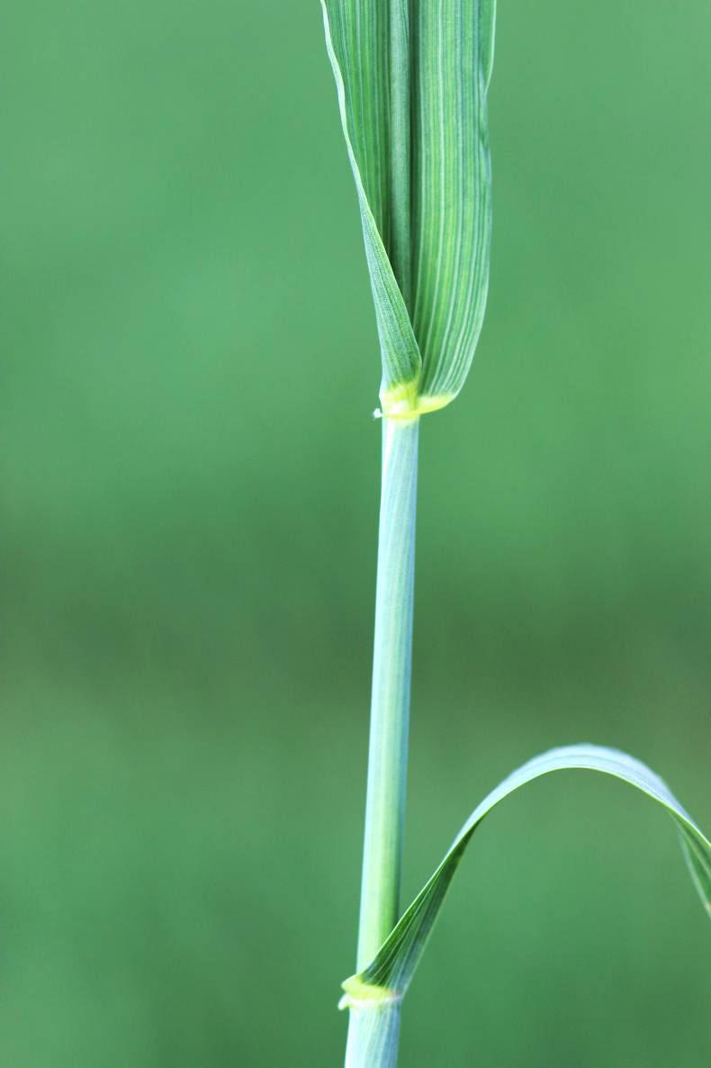 Heat drives plant growth in fields 
