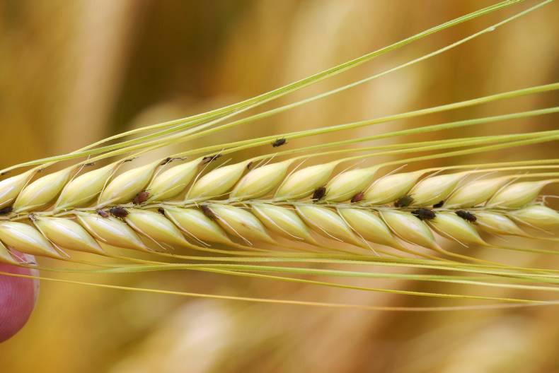 Aphox registration sees most uses discontinued