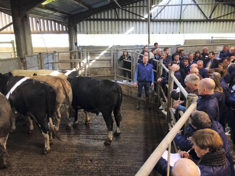 Beef cattle slaughter videos image