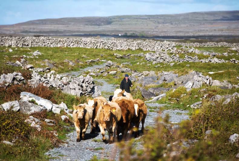 EU project to boost innovative farming in the Burren
