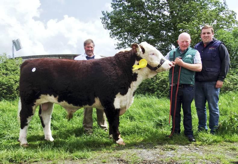 Herefords top €5,000 at Nenagh bull sale