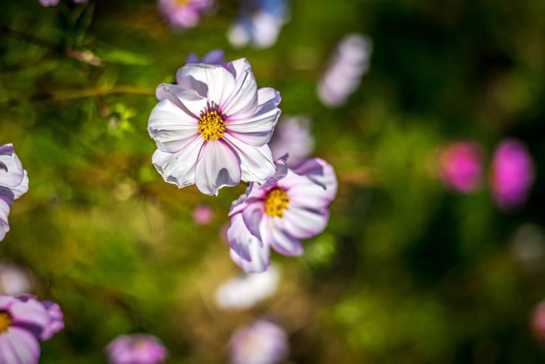 Start your very own wildflower garden with Maura's Cottage Flowers