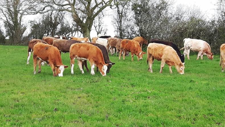 Beef prices surge ahead of quotes