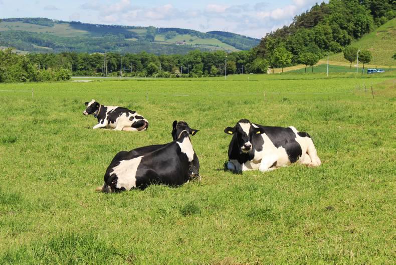 Agricultural jobs in Ireland and abroad 