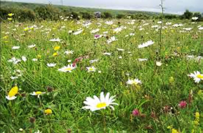 Farmer writes: Election promises and the Department of the Environment