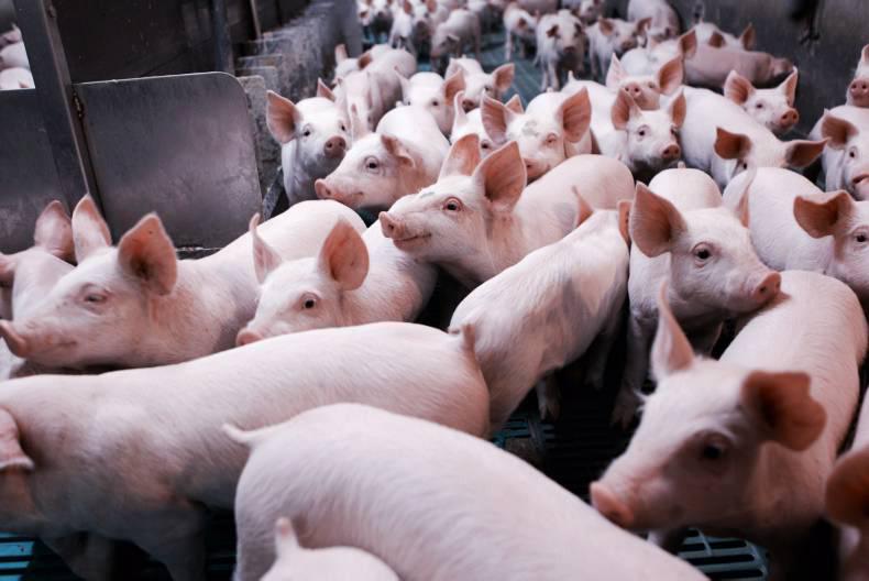 Listen: Pig sector should ‘forget’ about third market exports
