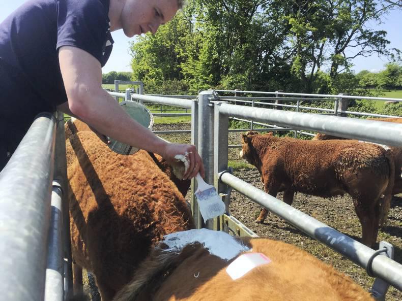 The trembling cow in the bulling pen Premium