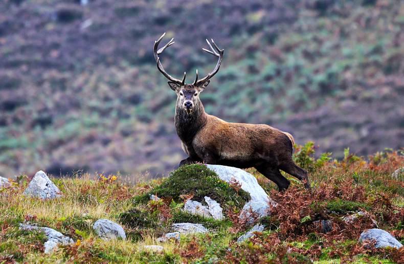 Cavan Council complains to Department over deer population 