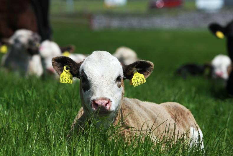 Vet's corner: palatable and deadly