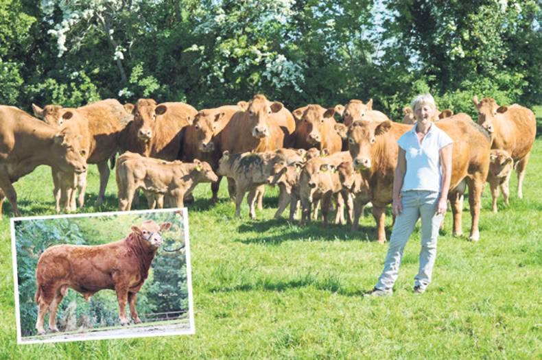 Beef Data & Genomics Programme: Pedigree data recording