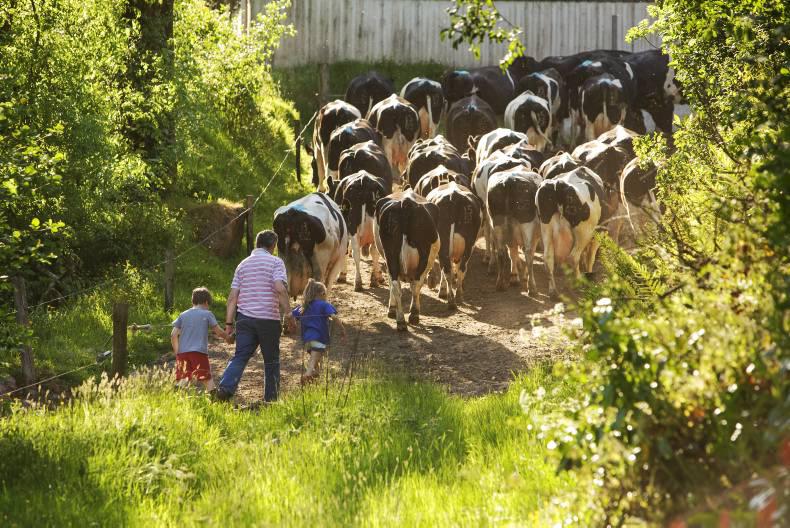#WorldMilkDay on social media                        