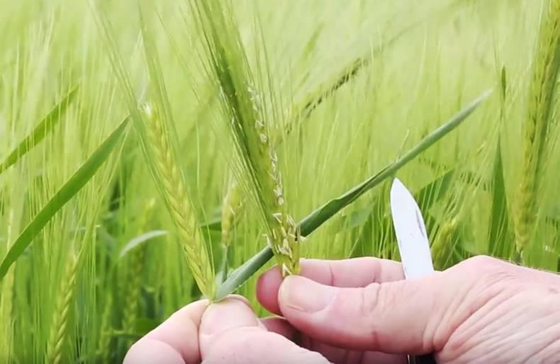 Watch: Winter barley has potential 