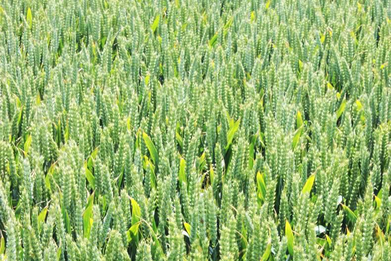 Not enough support for extension of glyphosate approval