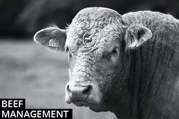 Beef cattle management notes  