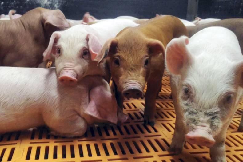 All Irish factories increase pig prices by 4c/kg